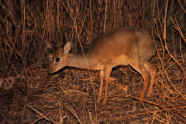 DikDik_NightDrive_4803.jpg