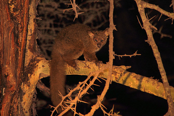 GreaterBushBaby_NightDrive_4794.jpg