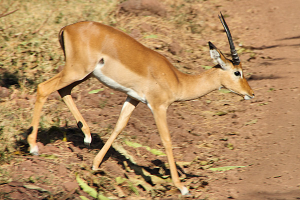 Impala_4727.jpg