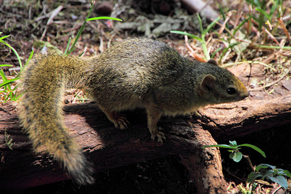 Sqirrel_4702.jpg