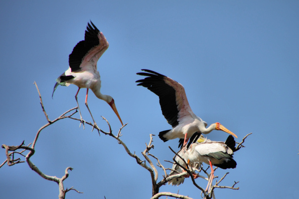 YellowBilledStorks_4709.jpg