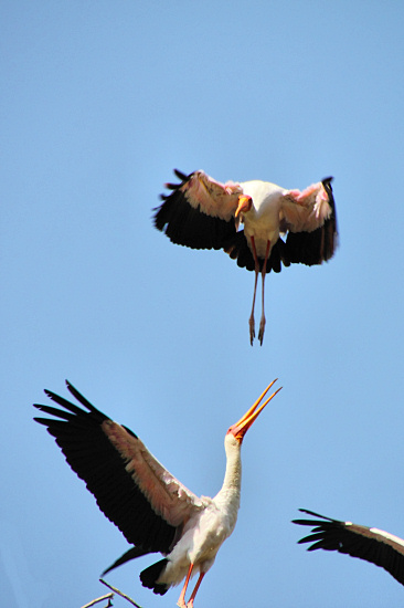 YellowBilledStorks_4710.jpg