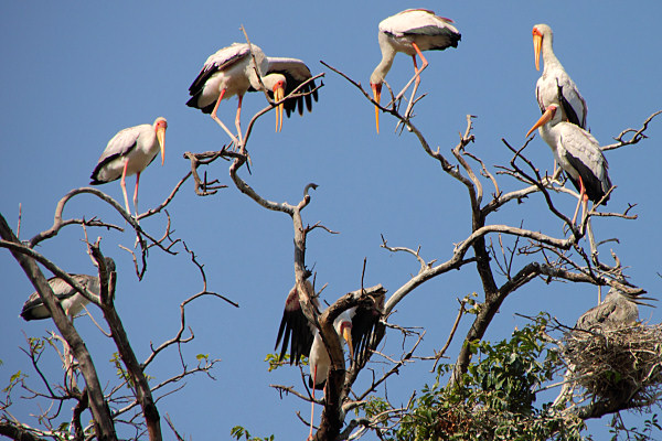 YellowBilledStorks_4715.jpg