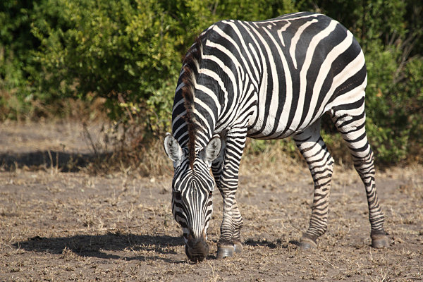 Zebra_1560.jpg