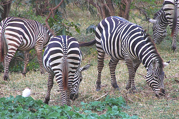 Zebra_4783.jpg