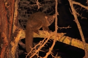 GreaterBushBaby_NightDrive_4794
