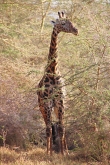 MaasaiGiraffe_4740