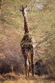 MaasaiGiraffe_4741