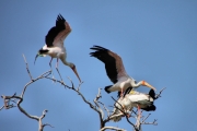 YellowBilledStorks_4709