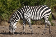 Zebra_1559