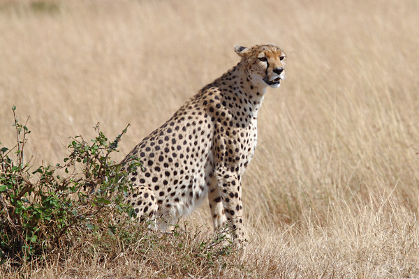 Cheetah_5957.jpg