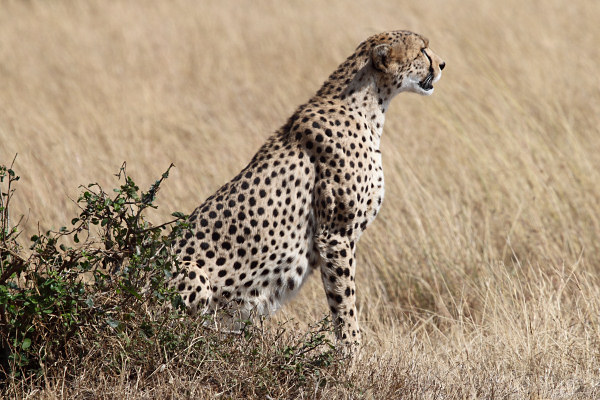 Cheetah_5960.jpg
