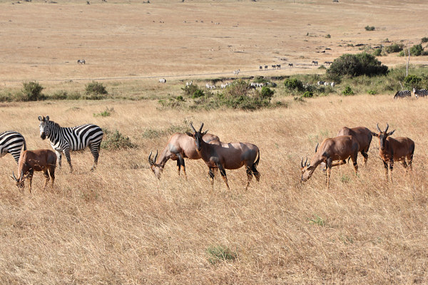 Herds_Zebra&Topi_2409.jpg