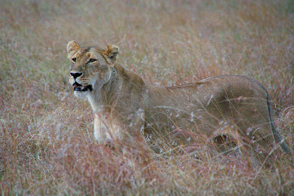 Lion_2235.jpg