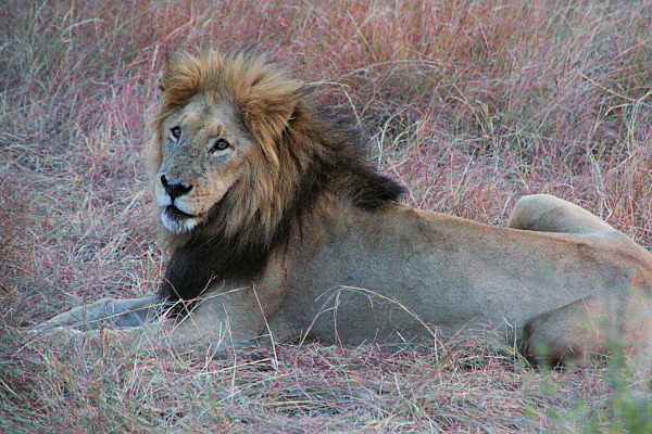 Lion_2241.jpg