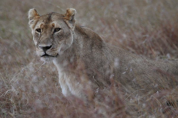 Lion_5920.jpg