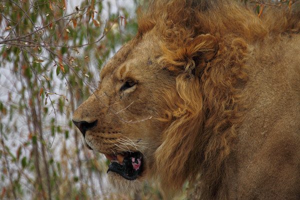 Lion_5975.jpg