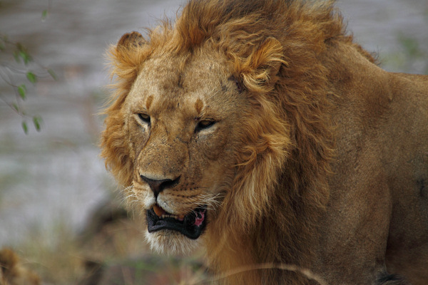 Lion_5979.jpg