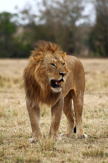 Lion_5982.jpg