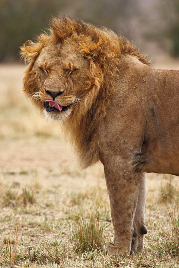 Lion_5994v.jpg