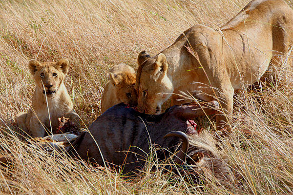 Lions_Kill_2303.jpg
