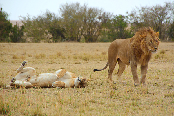 Lions_Mating_2386.jpg