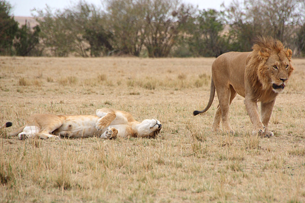 Lions_Mating_2387.jpg