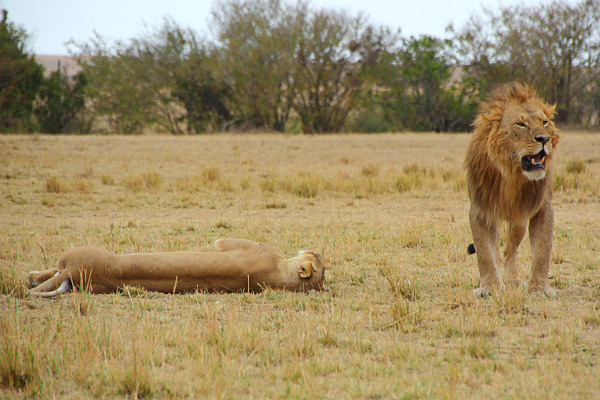 Lions_Mating_2388.jpg