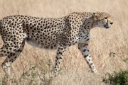 Cheetah_5955