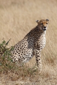 Cheetah_5959v