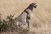 Cheetah_5961