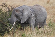 Elephants_6021