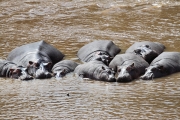 Hippos_MaraRiver_6005
