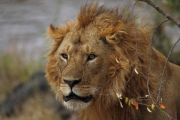 Lion_5977