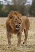 Lion_5980
