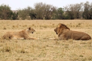 Lion_5985