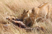 Lions_Kill_2300