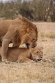 Lions_Mating_2383v