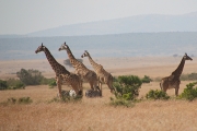 MaasaiGiraffes_2322