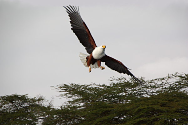 AfricanFishEagle_2211_gg.jpg