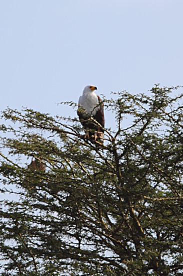 AfricanFishEagle_5907_m_3.jpg