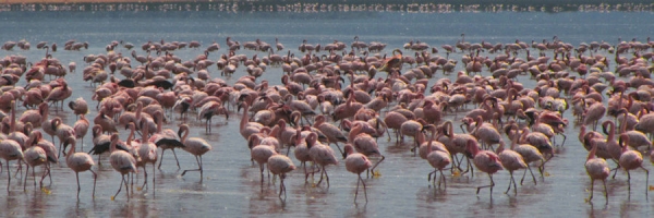 Flamingos_10a.jpg