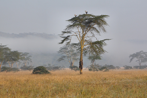 FoggyMorning_SecretaryBirds_2067.jpg
