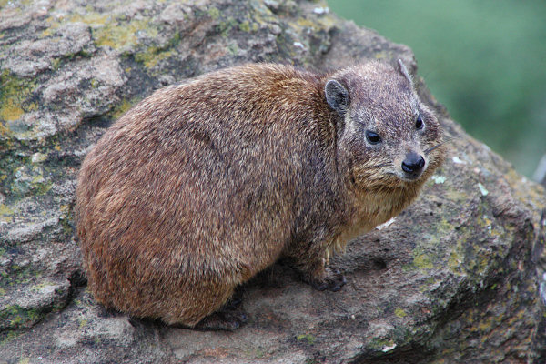 Hyrax_2144.jpg