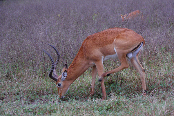 Impala_2117.jpg
