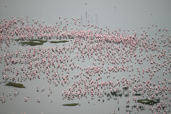 Lake&Flamingos_5783.jpg