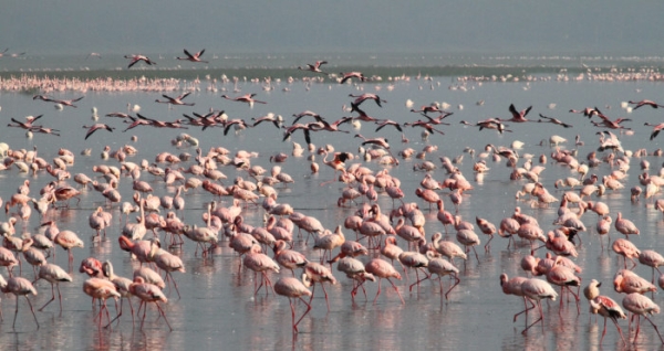 LesserFlamingos_5647_700.jpg