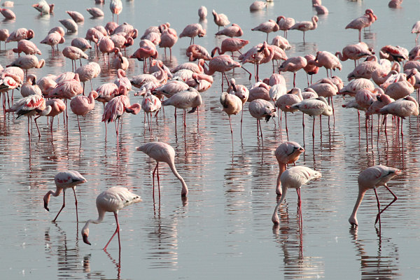 LesserFlamingos_5658.jpg