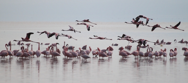 LesserFlamingos_5707_700.jpg