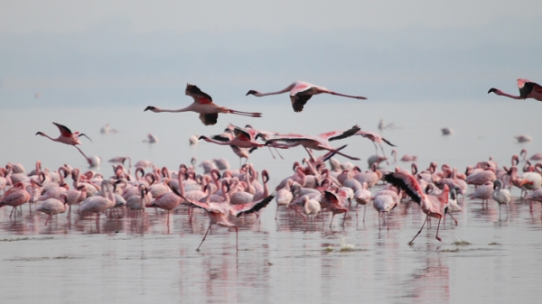 LesserFlamingos_5711_700.jpg